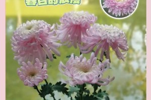 菊花种植时间与生长期详解（什么时候栽种最好？如何让菊花生长得更健康？）