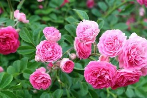 桂花——日照市花的象征意义（揭秘桂花的文化内涵与民俗传说）