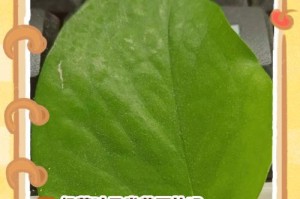 绿萝叶子发黄生锈的原因及治理方法（绿萝养护技巧，让叶子恢复青翠生机）