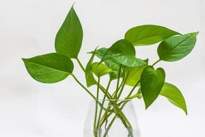 绿萝生长控制秘籍（让你的绿萝保持适宜高度，打造理想居室）
