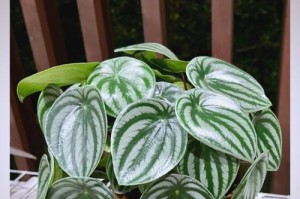 盆栽西瓜皮椒草倒叶子怎么办（西瓜皮椒草叶子萎蔫？快来学习解决方法！）
