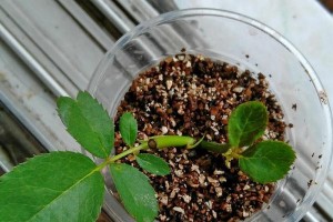 插活月季的技巧和要点（学会正确插活月季，让花草更茂盛）