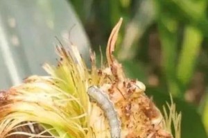 葡萄钻心虫防治方法剖析（从症状到防治，全面解析葡萄钻心虫）