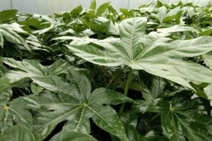 探秘八角金盘高度成长之路（了解八角金盘生长的关键因素）