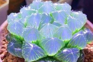 探秘神奇的蓝芩植物（了解蓝芩的特点和用途，开启健康生活之路）