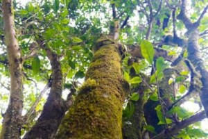 茶叶种植条件（从自然条件到栽培技术，探讨茶叶生长的基本要素）