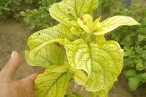 小叶虎刺落叶处理方法（小叶虎刺落叶的清理和利用技巧）