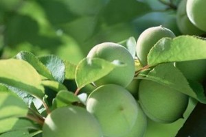 青梅子的上市时间及成熟期（探究青梅子成熟的时间以及上市的时间，让您更了解青梅子。）