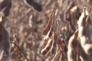 黄豆收获季节剖析（探究黄豆丰收的时间和影响因素）