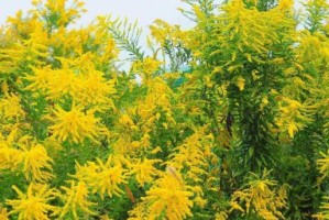 黄花的形态特征（探秘黄花的花型、花瓣、花蕊、叶子及果实）