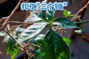 三角梅怎样在缺少阳光的环境下生存？（探索光合作用之外的生存之道）