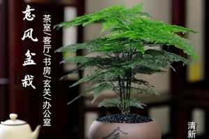手把手教你给文竹搭架（快速掌握文竹搭架技巧，打造美丽空间）