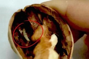 如何应对核桃长虫子问题（掌握正确处理方法，避免食品安全问题）