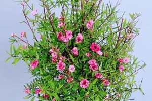 如何种植梅花以获得丰盛的开花？（掌握关键诀窍，让梅花成为您的得意之作）