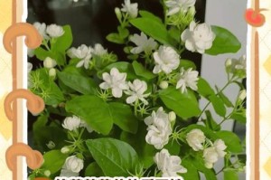 茉莉花修建与养护的全面指南（以茉莉花怎么修建为主题，学习如何繁衍生息美化生活）