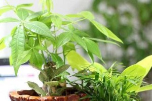 发财树多肉的养殖方法和注意事项（让你的发财树多肉健康茁壮成长）