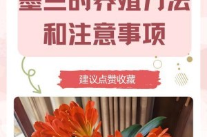 兰花墨兰浇水技巧大揭秘（精准的浇水方法让你的兰花墨兰更健康）