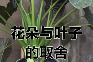 绿植叶子焉的护理技巧与方法（打造健康绿色家园，让绿植叶子焕发生机）