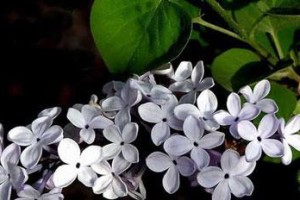 丁香花的耐寒温度（了解丁香花的极限温度，保护好您的园林）