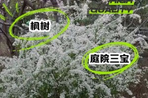 冬季如何保护户外绿植（守护绿意，保卫四季之美）
