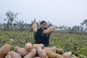 南瓜种植月份（最佳时间和技巧）