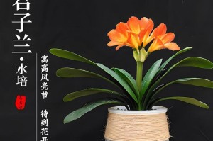 君子兰开花有毒吗？如何室内养护？（毒性分析、养护技巧、注意事项）