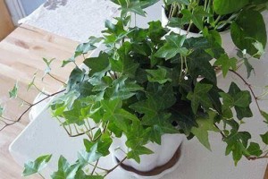 常春藤老桩的养殖和养护方法（打造绿色家居的新选择）