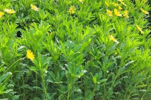 木春菊——多年生的美丽植物（探究木春菊的特性与栽培方法）