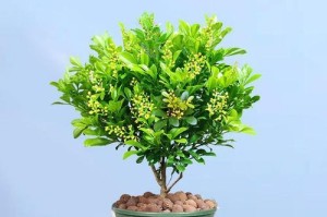 家里养米兰花，风水有何影响？（探讨米兰花的风水功效与养护技巧）