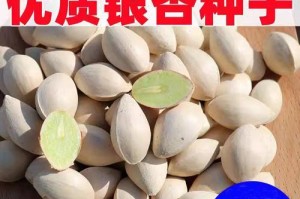 银杏的药用价值（探究银杏在医学上的多重功效）