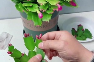 以蟹爪兰怎么扦插繁殖快？（简单有效的蟹爪兰繁殖技巧）