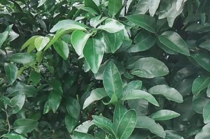 探讨桔子树的果实产量能力（从树龄、树种、肥料、管理等方面分析桔子树的果实产量）