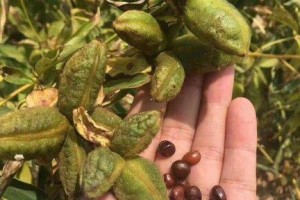 如何正确播种金豆种子？（掌握关键步骤，让金豆茁壮成长）