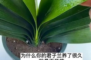 君子兰不开花的原因及解决方法（探究君子兰为何不开花，以及如何使其重新开花）