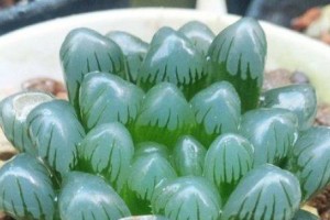 多肉玉露的浇水技巧（日常浇水时间、水量、浇水注意事项全解析）