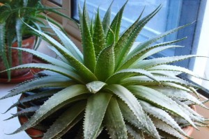 打造美丽芦荟花园，从养殖开始（芦荟花的养殖技巧与注意事项）