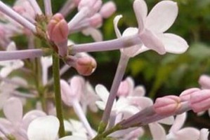 丁香花的象征意义（传递爱与希望的紫色使者）