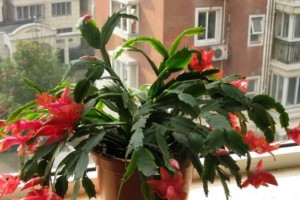 茶叶水对蟹爪兰的影响（探究茶叶水浇灌蟹爪兰的效果及使用方法）