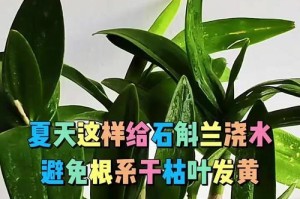 石斛开花时叶子枯黄的原因及应对方法（保护石斛健康开花，从根本上解决叶子枯黄问题）
