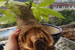 救救发财树（发财树烂根的处理方法及修复技巧）