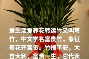 富贵竹的甲醛吸附能力（探究富贵竹的空气净化功效，打造健康家居）