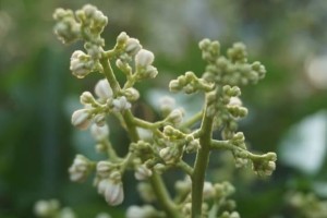 炮仗花根系的奥秘（探究炮仗花根系为什么发达）