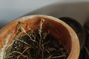 兰草花的浇水方法（科学浇水让兰草花茁壮成长）