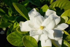 红酒浇花的正确方法（用红酒喂养花卉，让它们更加茂盛健康）
