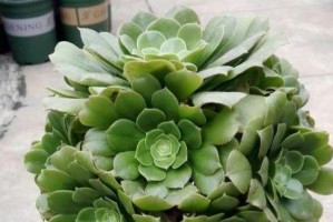 如何科学养护绿法师夏天的葵花苗