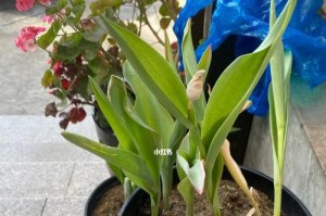 郁金香花朵发蔫的原因及解决方法（以水养郁金香，小心花朵发蔫）