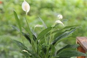 一帆风顺的养殖方法（打造高效、稳定的养殖系统）