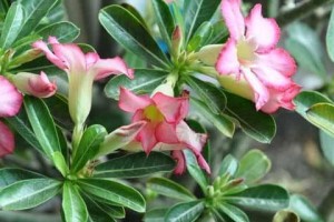蝴蝶梅花期是何时？（探究蝴蝶梅花开放的时间和地点）