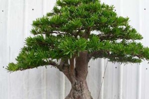 如何在家里种植罗汉松（种植罗汉松的方法和注意事项）