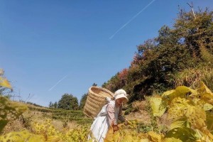 黄豆叶子发黄，怎么办？（防治黄豆叶子发黄的有效方法）